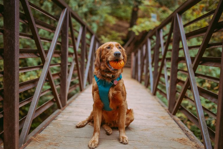 Best Fall Dog Friendly Hikes Near Erie: Your Hiking Trail Adventure Guide