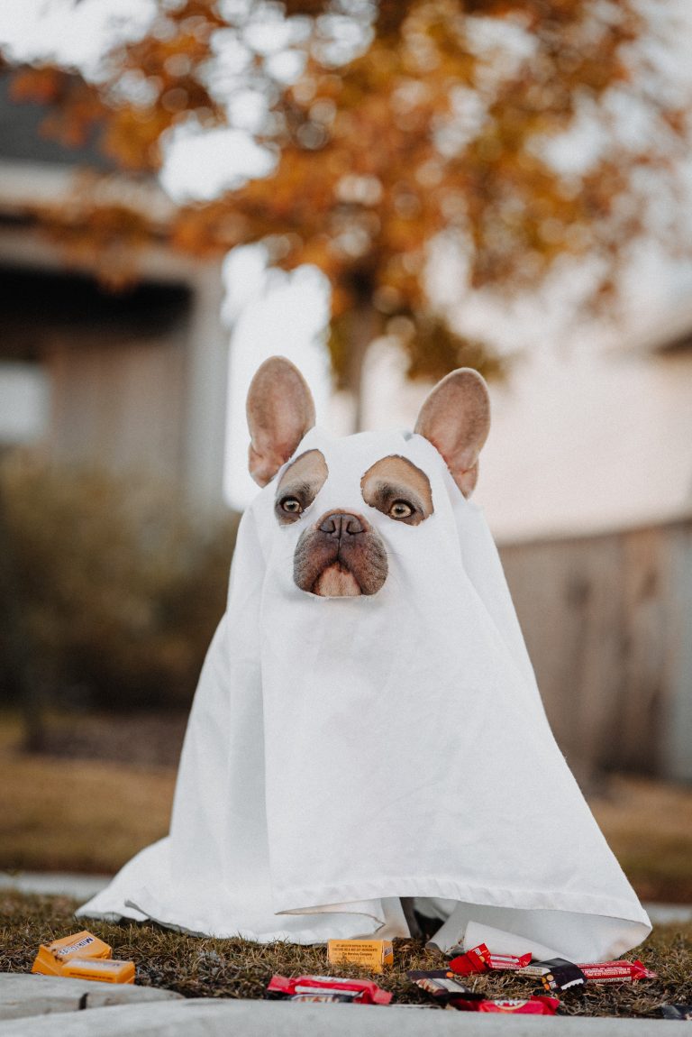 7 Tips For Ensuring a Safe and Spooky Halloween for Your Dog