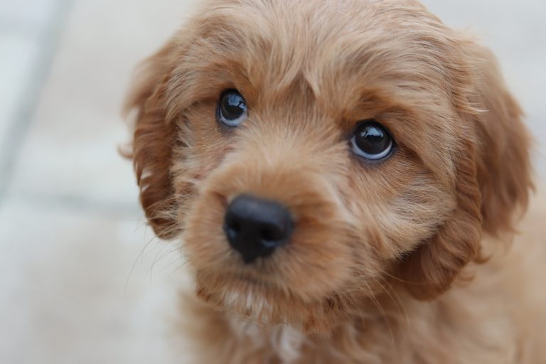Your New Puppy: A Training Guide to the 3 Most Common Issues