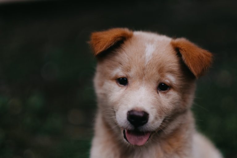 From Shy to Confident: Your Complete Puppy Touch Training Blueprint