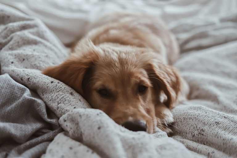 How to Crate Train Your Dog for Stress-Free Hotel Stays: A Complete Guide