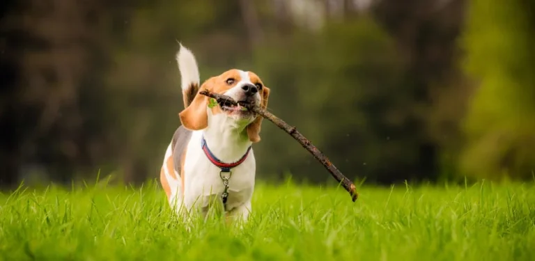Ultimate Guide to Dog Escape Rooms: Combining Fun and Learning for Better Mental Health