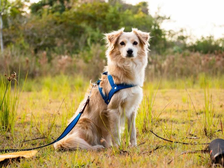 What to Do When Your Dog Lunges at People or Dogs on Walks