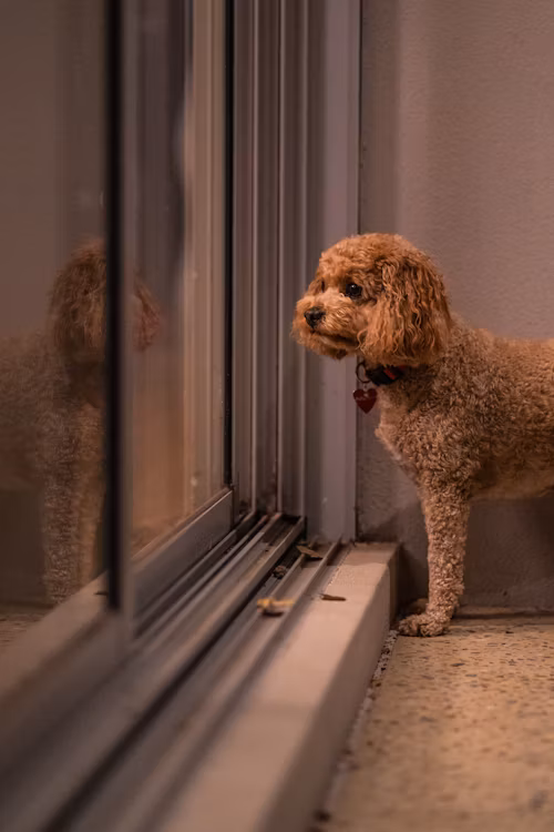 How to Help a Fearful or Anxious Dog Build Confidence