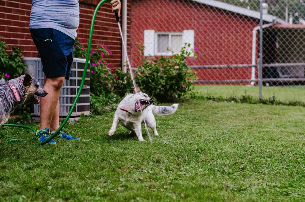 Keeping Your Dog Active When It’s Too Hot Outside: Indoor Enrichment That Works