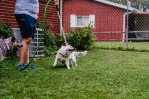 Keeping Your Dog Active When It’s Too Hot Outside: Indoor Enrichment That Works