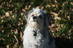 Backyard Safety for Dogs: BBQs, Kids, and Distractions