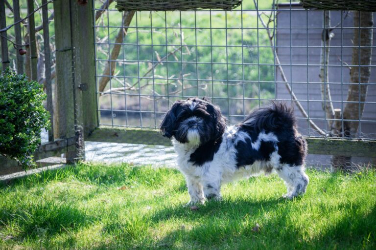 Backyard Safety for Dogs: BBQs, Kids, and Distractions
