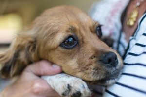 Surviving Fourth of July: Noise Anxiety and Fireworks