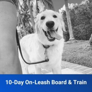 10-Day ON LEASH Board & Train