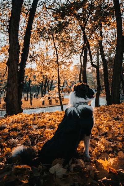 Top 5 Exciting Fall Dog Activities That Reinforce Obedience