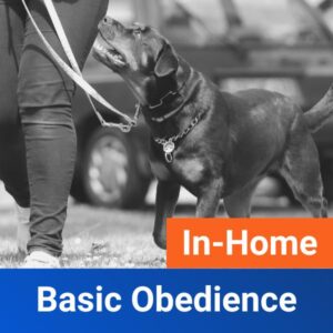 In Home Basic Obedience