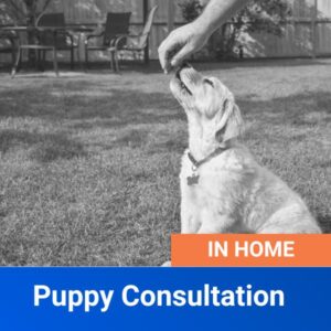In Home Puppy Consultation