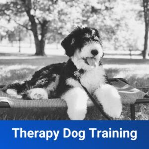 Therapy Dog Training