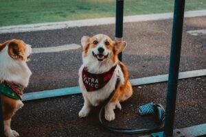 Obedience Training: A Powerful Lifelong Journey