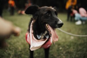 Dog Parks vs. Structured Play: What’s Better for Training?
