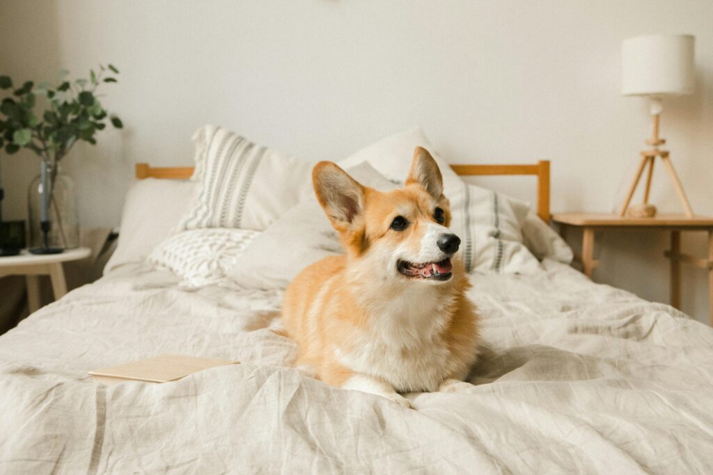 Busy Dog Owners: Proven Ways to Reinforce Training