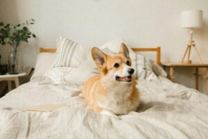 Busy Dog Owners: Proven Ways to Reinforce Training