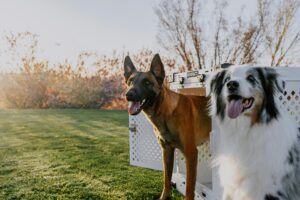 Crate Training 101: The Simple Positive Approach