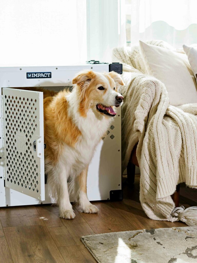 Crate Training 101: The Simple Positive Approach
