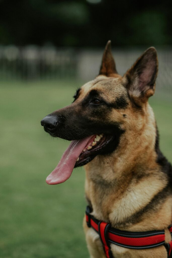 Obedience Training: A Powerful Lifelong Journey 