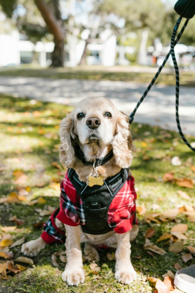 Dog Parks vs. Structured Play: What’s Better for Training? 