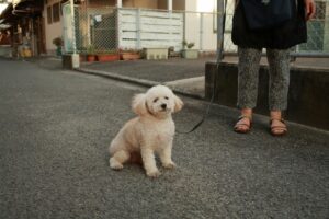 Leash Reactivity: Powerful Causes, Fixes, & Myths Explained