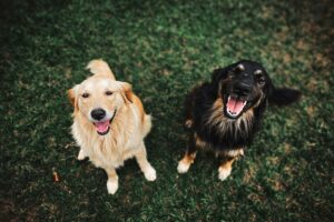 Multi-Dog Success: Expert Training Tips for a Happy Pack