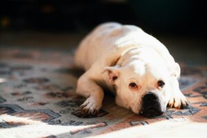 How to Introduce a New Dog and Avoid the Chaos