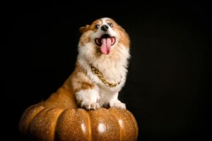 Spooky Halloween with Dogs: Fun Costumes, Candy, and Chaos