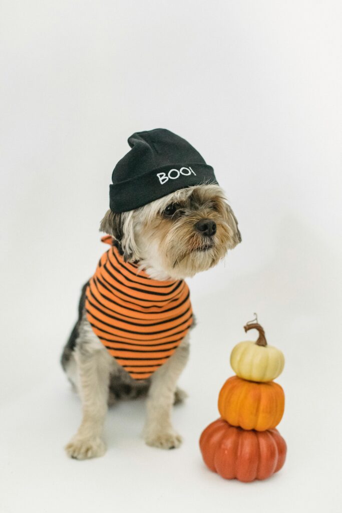Spooky Halloween with Dogs: Fun Costumes, Candy, and Chaos