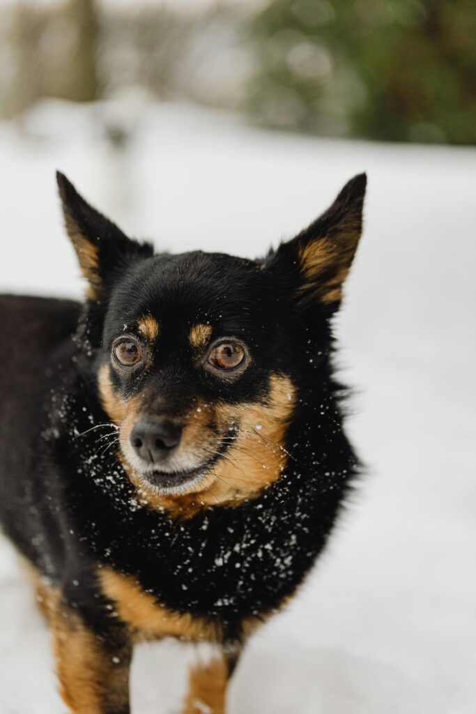 Winter Dog Training: Why Cold Months Are Perfect for Maximum Progress