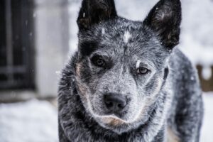 Winter Dog Training: Why Cold Months Are Perfect for Maximum Progress