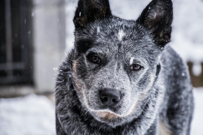Winter Dog Training: Why Cold Months Are Perfect for Maximum Progress