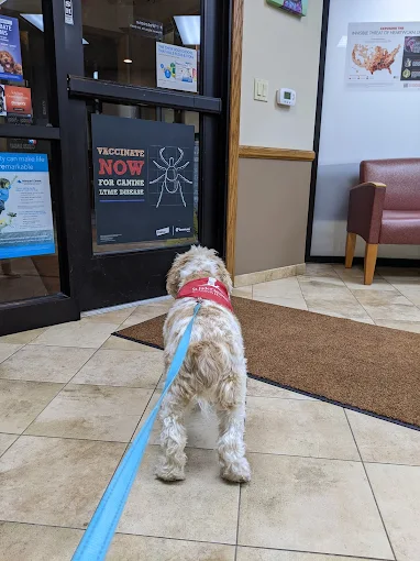 What Your Dog’s Wellness Exam Reveals About Their Training Progress