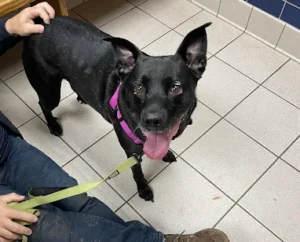 What Your Dog’s Wellness Exam Reveals About Their Training Progress