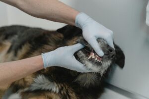 The Overlooked Importance of Professional Dental Care in Dogs