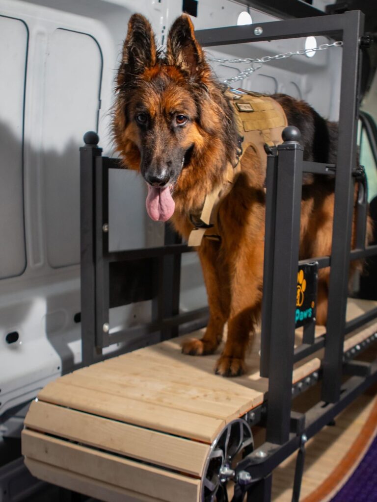 Indoor Dog Exercise That Supports Better Behavior and Focus