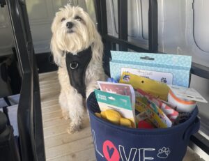 Indoor Dog Exercise That Supports Better Behavior and Focus