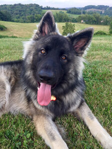 Lyn Trapuzzano — Off Leash K9 Training of Erie